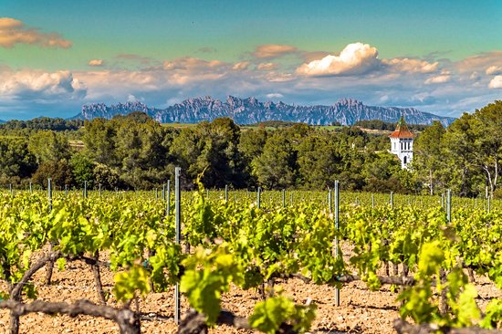 Vilafranca et le vignoble du Penedès