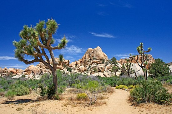 Parc national de Joshua Tree
