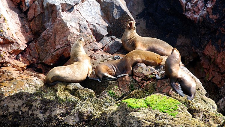 Islas Ballestas