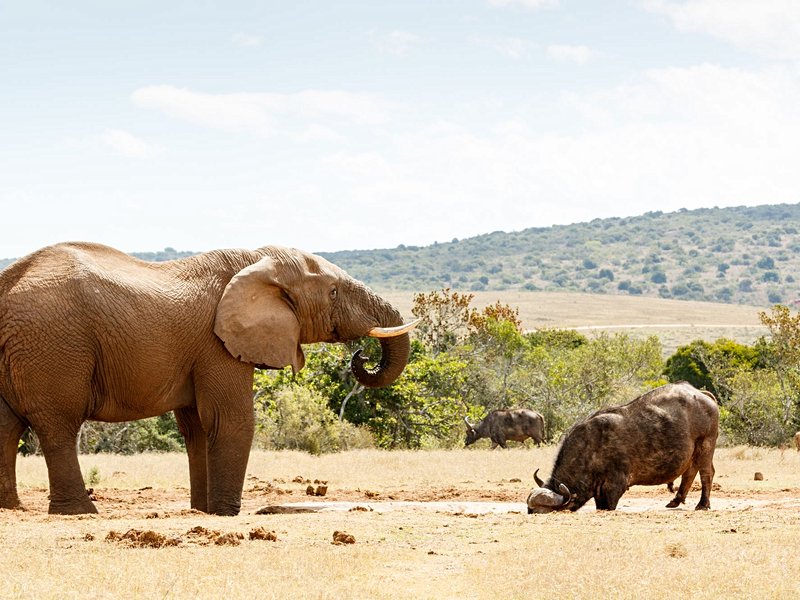 Parc national des Éléphants d'Addo