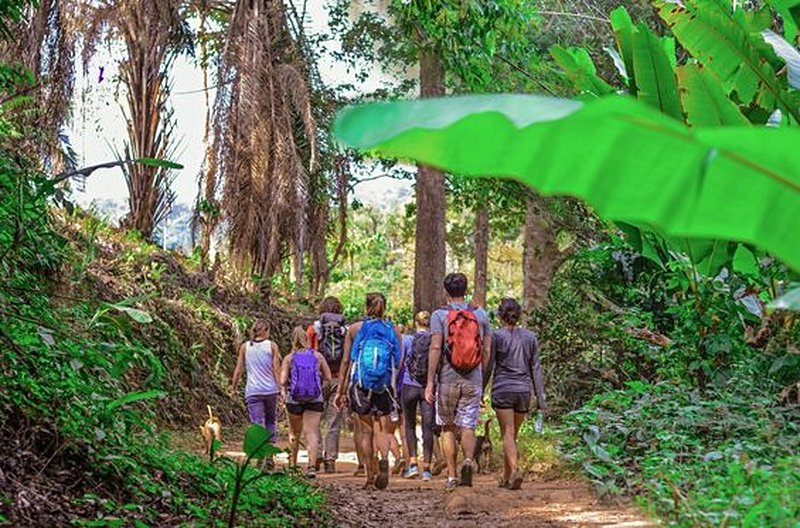 Partir en trek dans la jungle