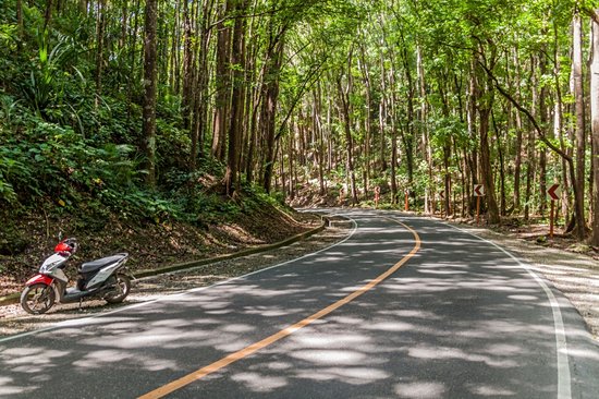 Traverser la forêt de Bilar (Man-made Forest)
