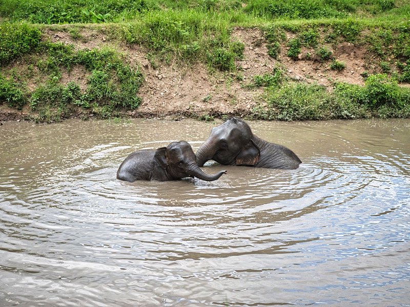 Elephant Nature Park