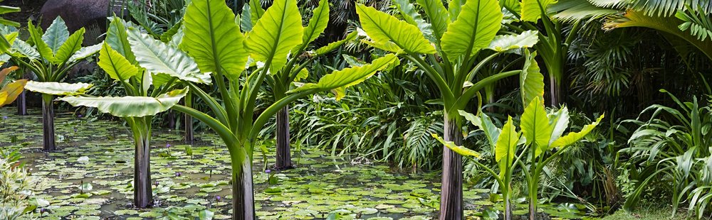 Jardin botanique de Victoria