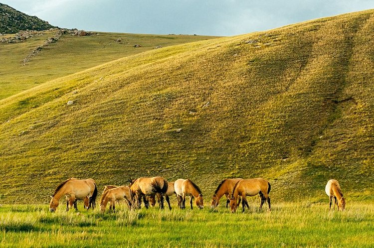Parc national de Khustain Nuruu