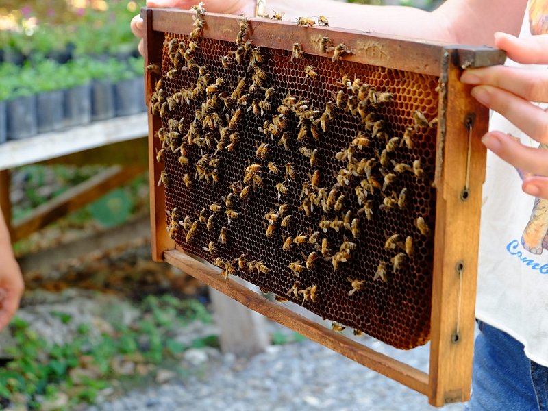 Visiter les fermes locales