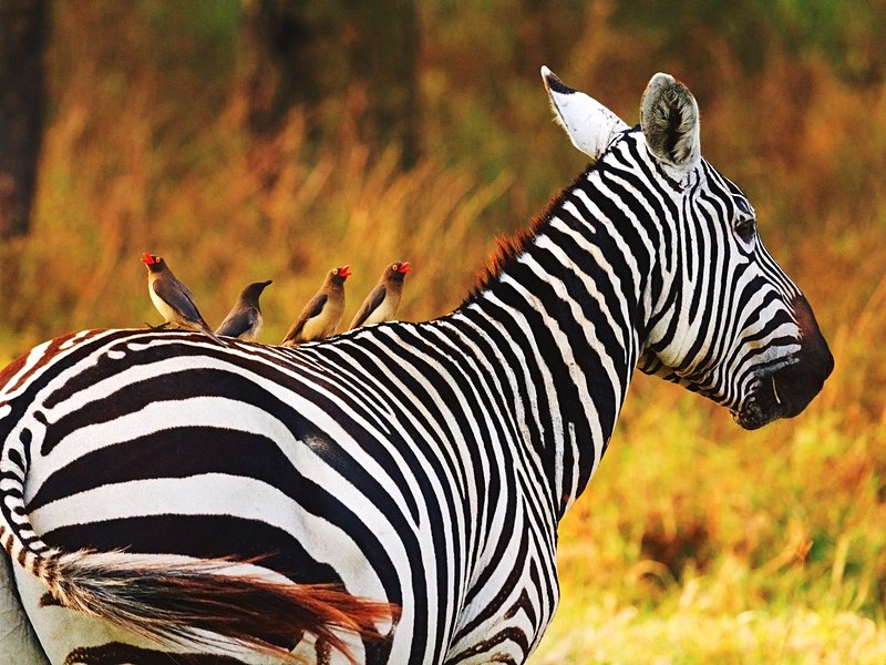 Amboseli