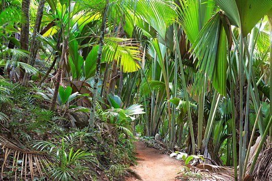 Vallée de Mai