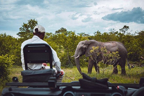 Observer les Big Five lors d'un safari dans le parc Kruger