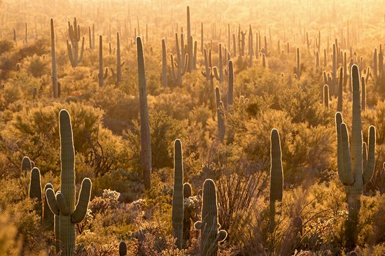 Parc national de Saguaro