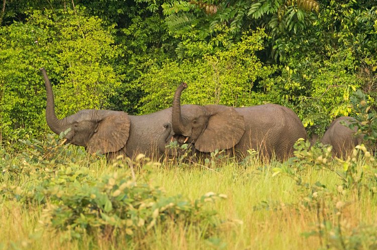 Le parc national de Conkouati Douli 2