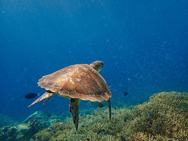 plongee Mayotte