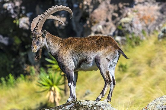 Parc national du Simien