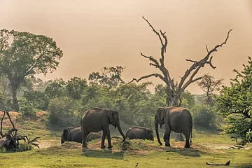 Parc national de Yala