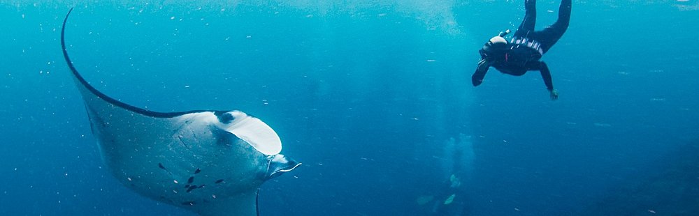 Faire de la plongée à Manta Point