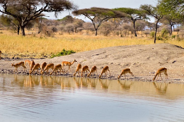 Le Parc National de Tarangire