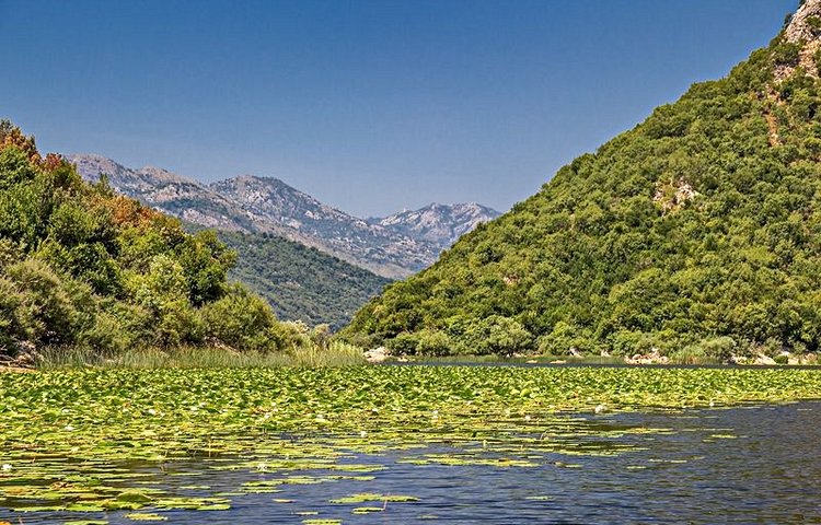 Le lac de Skadar