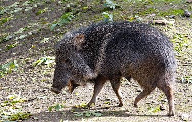 Pécari du Chaco