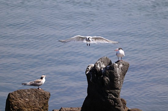 Ilha da praia