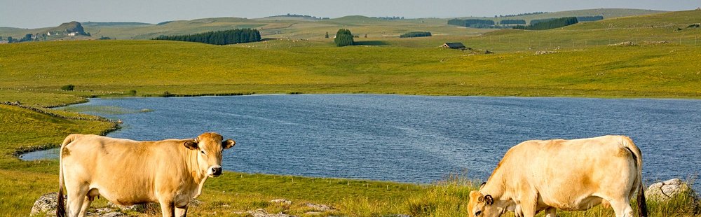 Le plateau de l’Aubrac