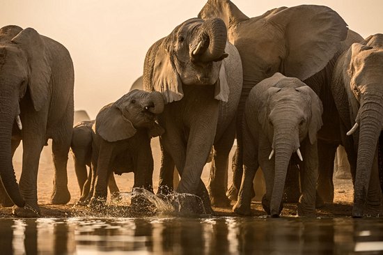 Réserve naturelle de Madikwe