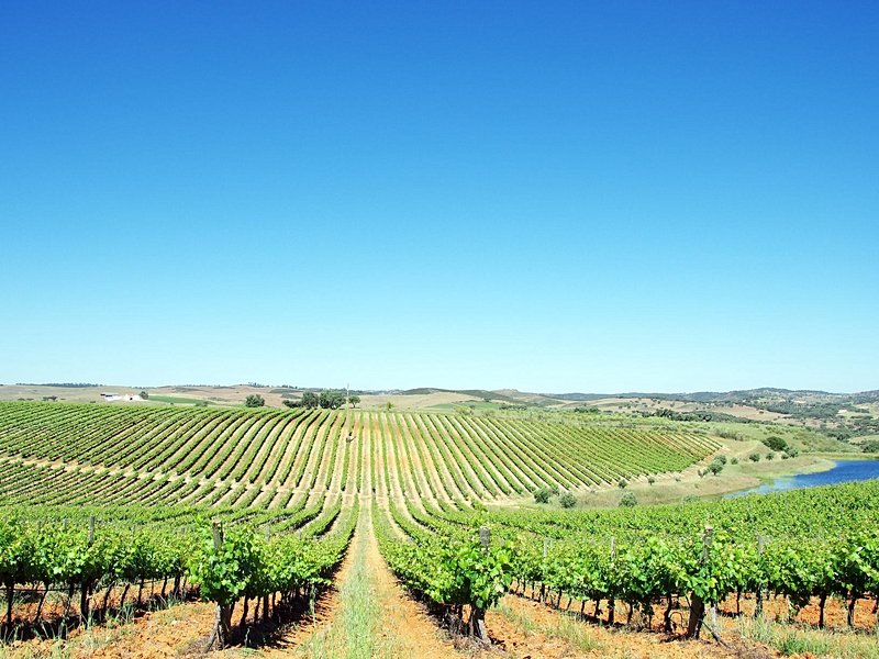 Route des vins de l'Alentejo