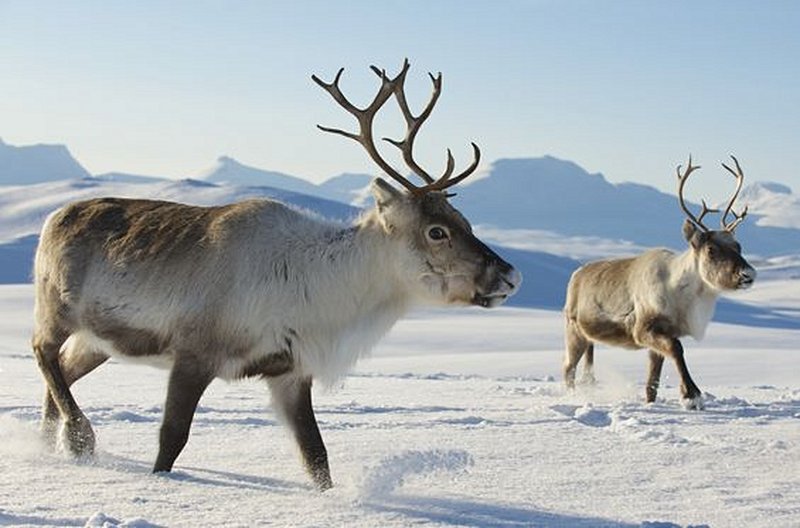 Observer la faune dans son habitat naturel