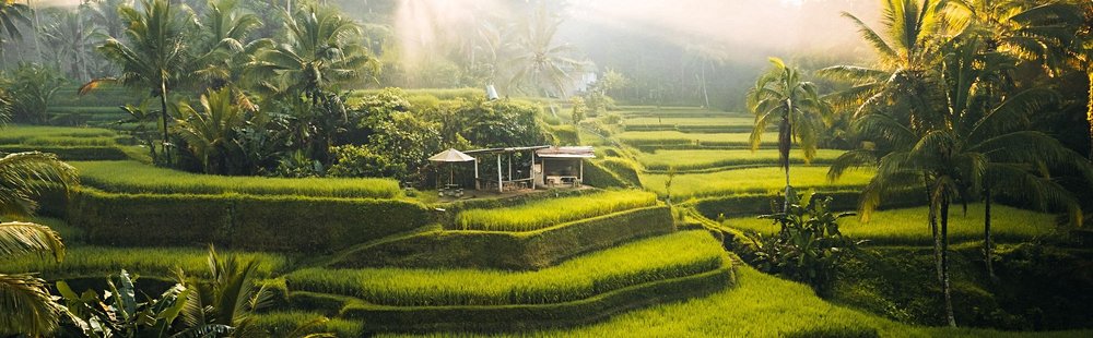 Rizières de Tegallalang