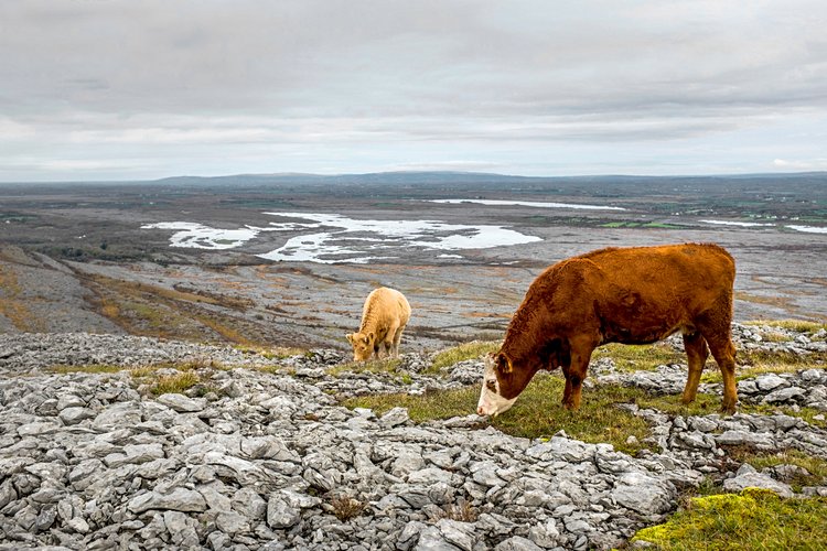 Parc national du Burren 2