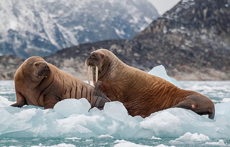 Morses sur la glace d'un fjord