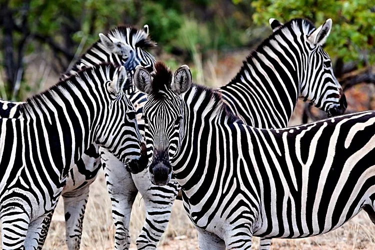 1. Parc national Kruger - Afrique du Sud