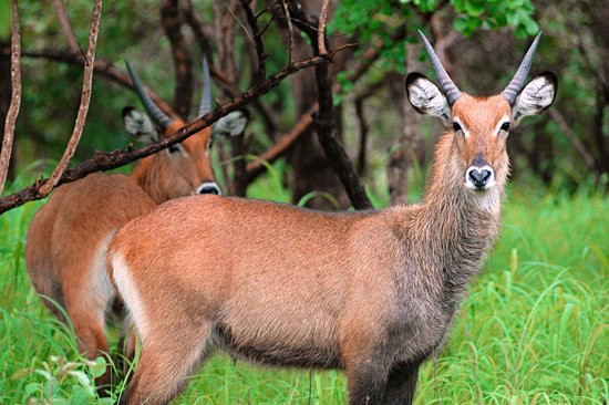 Parc national du Niokolo-Koba