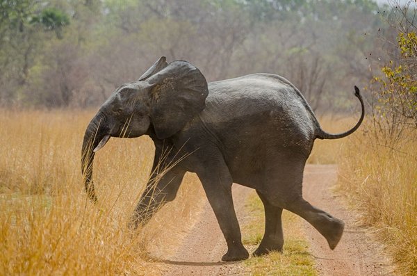 safari Bénin