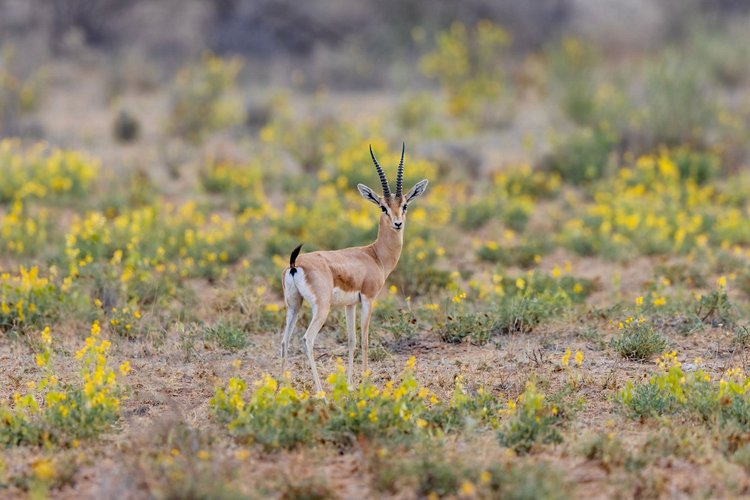 Désert de Thar, Inde 3