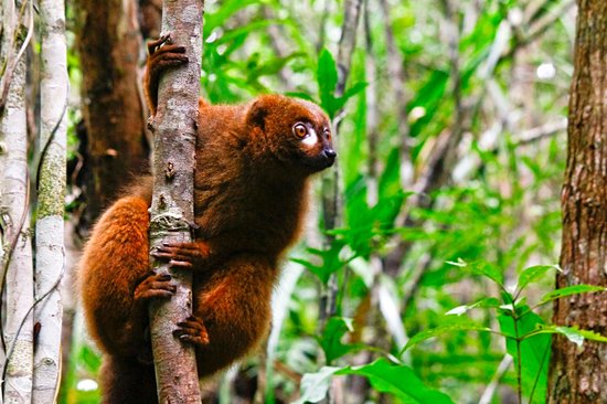 Parc national de Ranomafana