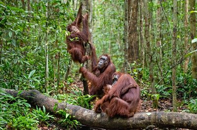 Orang-outan sur l'île de Bornéo
