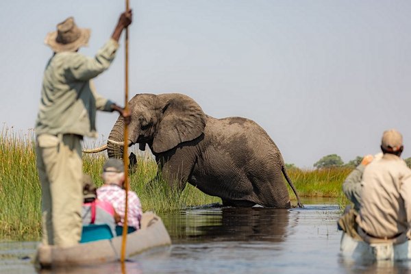 safari Botswana