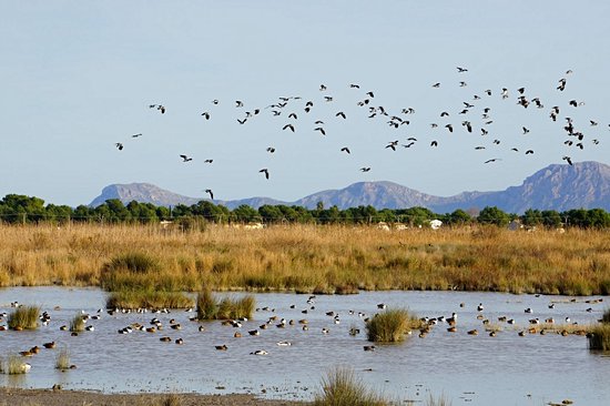 Parc naturel de S’Albufera des Grau