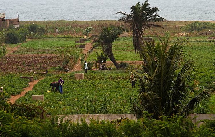 Travail dans les champs près de Lomé