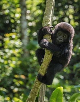 Les plus beaux lieux de l' Ouganda
