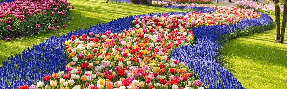 Keukenhof et les champs de tulipes