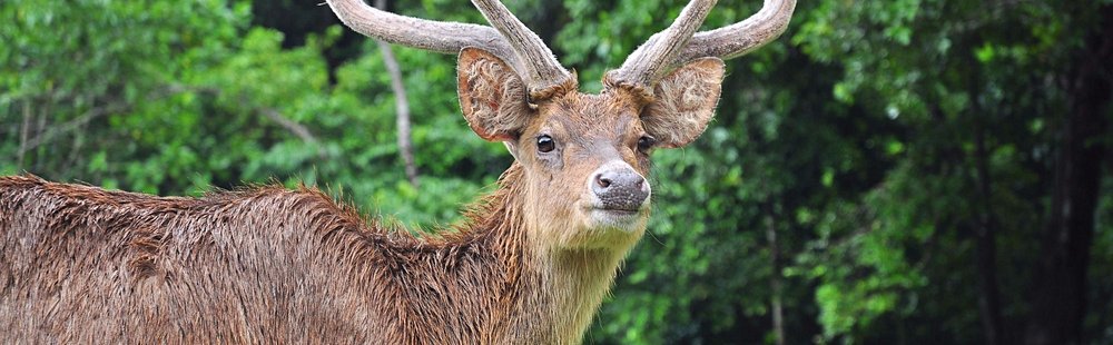 Parc national d'Ujung Kulon