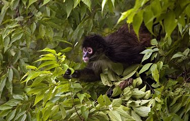 Avec son rugissement puissant et terrifiant, le singe hurleur donne une ambiance sonore à la forêt tropicale.