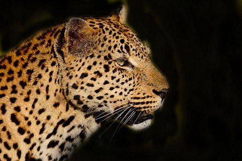 Safari dans le parc Kruger