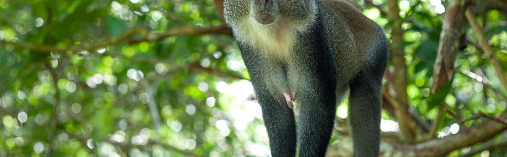 Le coeur de Mafia island