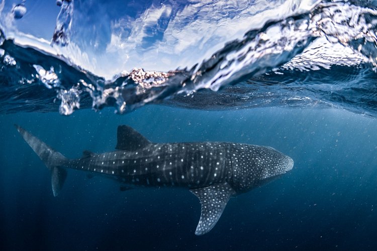 Ningaloo Reef 2