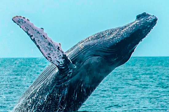 Observation des baleines et de leur baleineau dans le Pacifique