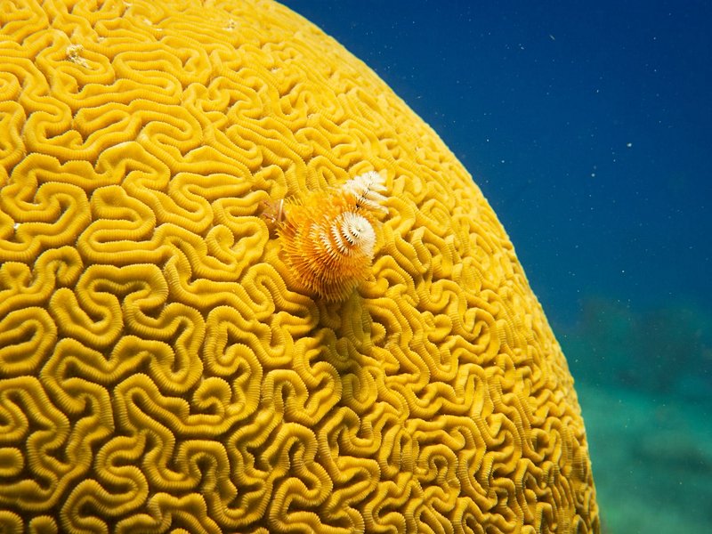 Cozumel