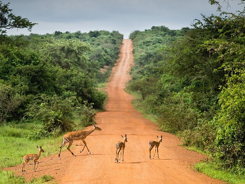 Parc national du lac Mburo