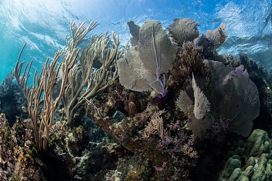 Turneffe Atoll
